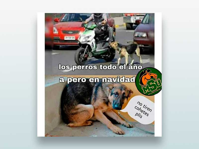 Los perros todo el año