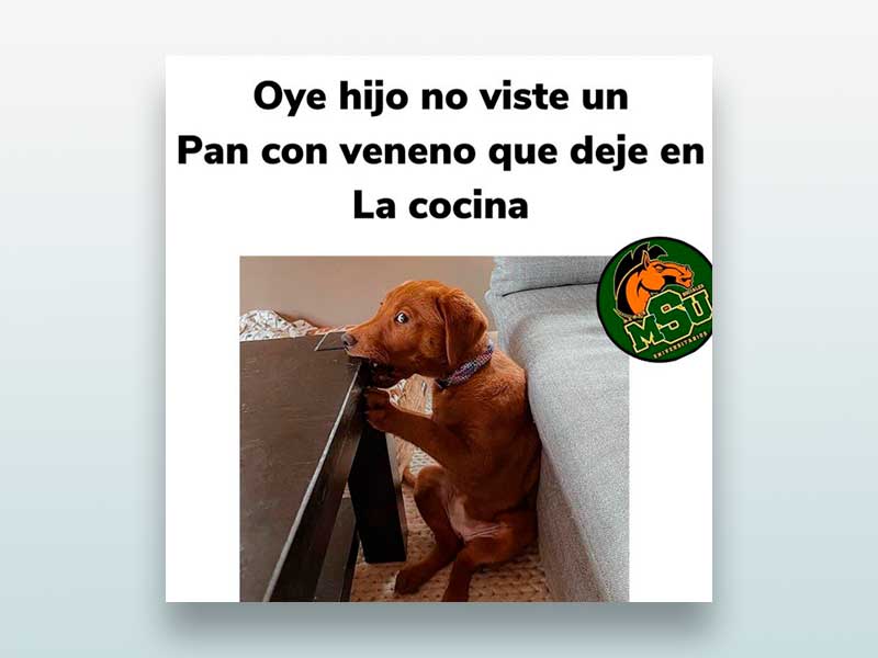 Oye hijo no viste un pan con veneno