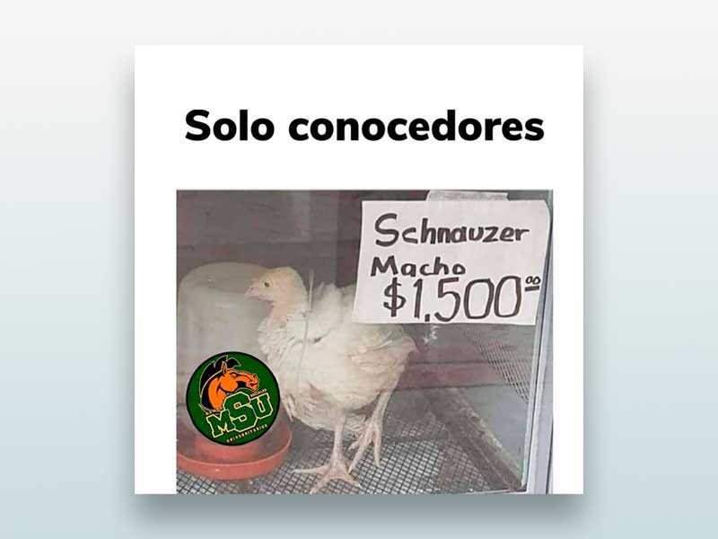 Solo conocedores