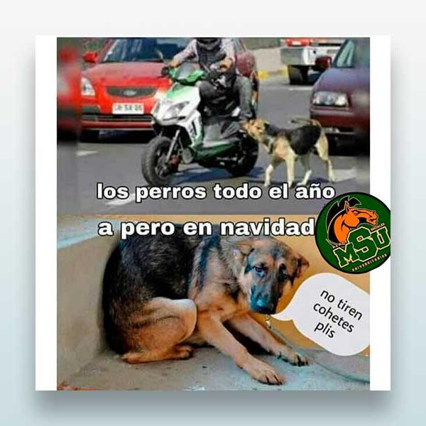 Los perros todo el año