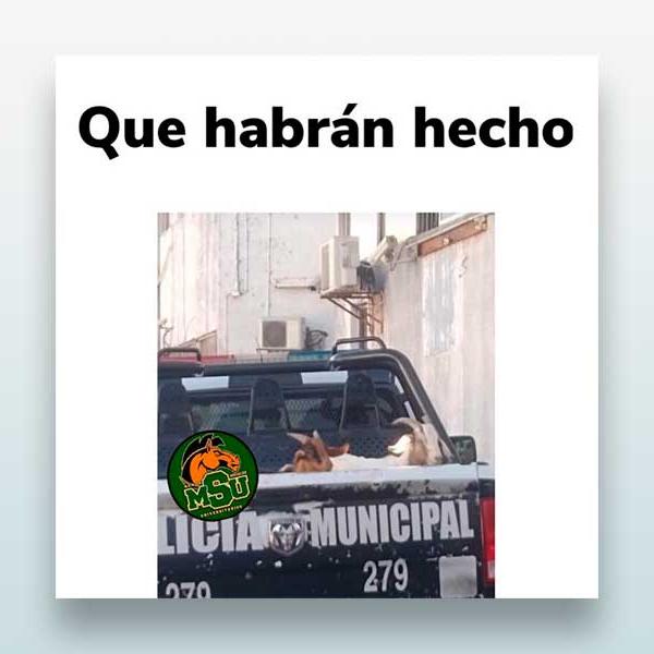 Que habrán hecho