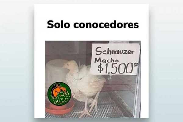 Solo conocedores