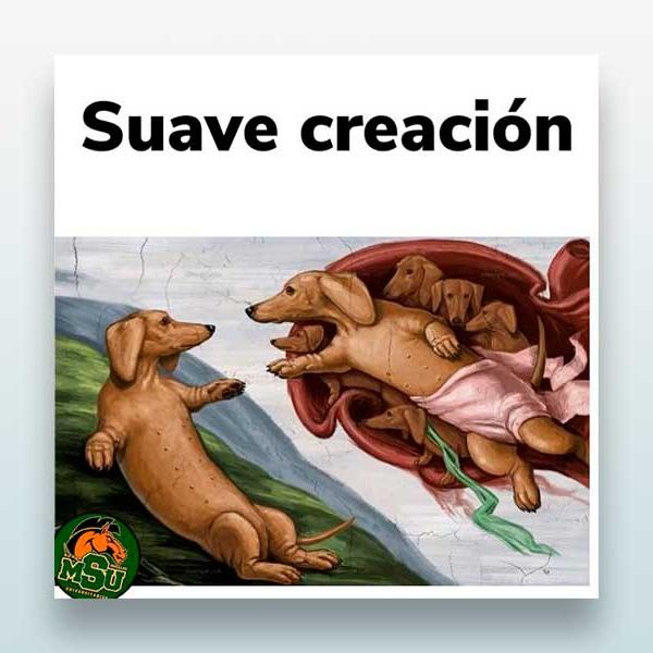 Suave creación